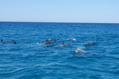 Noosa Wild Dolphin Safari - Accommodation 4U 3