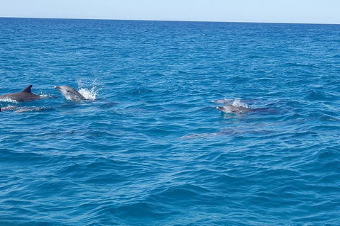 Noosa Wild Dolphin Safari - Accommodation 4U 4