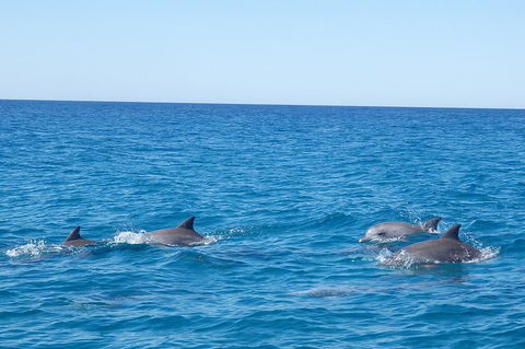 Noosa Wild Dolphin Safari - Accommodation 4U 5