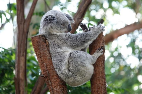 Small-Group Blue Mountains Tour With A Local Guide - Accommodation 4U 2