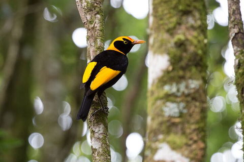 Lamington National Park, O'Reilly's & Vineyard Tour - Accommodation 4U 4