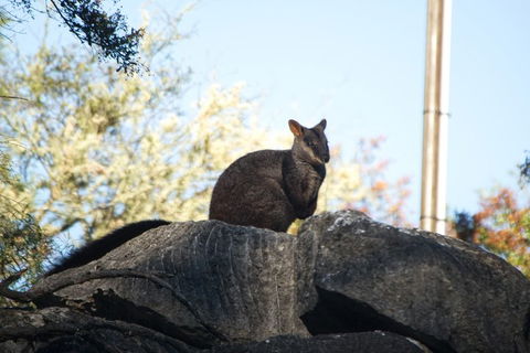 The Explorers' Discovery Tour - Gold, Wine & Wildlife - Accommodation 4U 4
