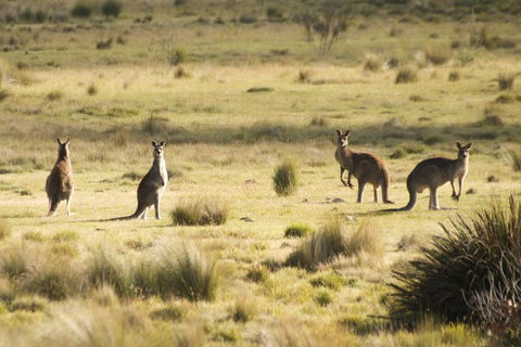 The Explorers' Discovery Tour - Gold, Wine & Wildlife - Accommodation 4U 5