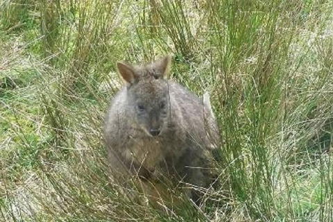Leven Canyon Day Trip Including Wings Wildlife Park Or Gunns Plains Caves - Accommodation 4U 3