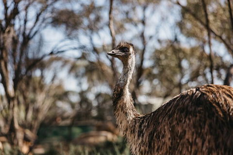 Wave Rock, York, Wildflowers, And Aboriginal Cultural Day Tour From Perth - Accommodation 4U 4