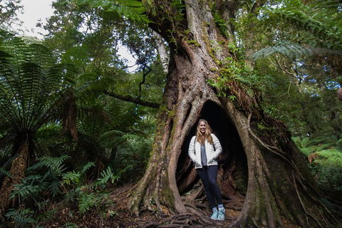 Two Day Melbourne To Adelaide Tour - Great Ocean Road & Grampians - Accommodation 4U 4