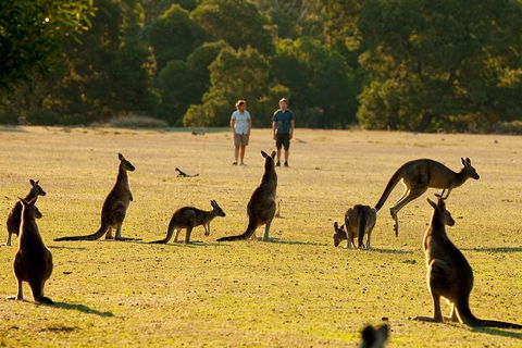 Two Day Melbourne To Adelaide Tour - Great Ocean Road & Grampians - Accommodation 4U 5