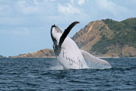 Byron Bay Whale Watching Cruise - Accommodation 4U 0