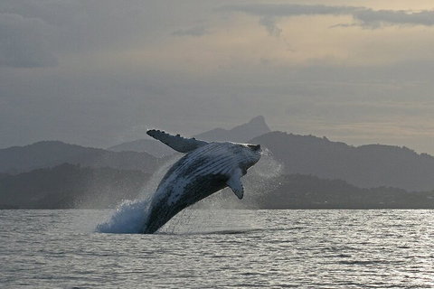 Byron Bay Whale Watching Cruise - Accommodation 4U 1
