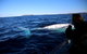 Byron Bay Whale Watching Cruise - thumb 2