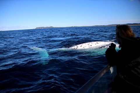 Byron Bay Whale Watching Cruise - Accommodation 4U 2