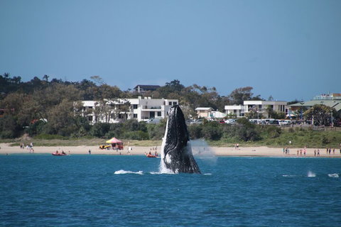 Byron Bay Whale Watching Cruise - Accommodation 4U 3