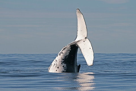 Byron Bay Whale Watching Cruise - Accommodation 4U 4