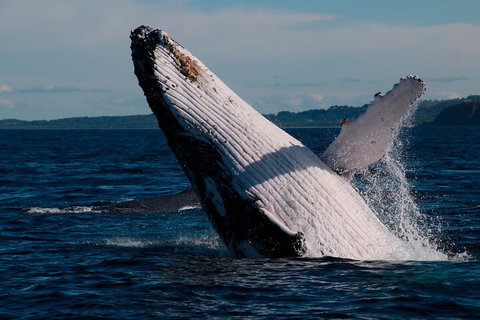 Byron Bay Whale Watching Cruise - Accommodation 4U 5