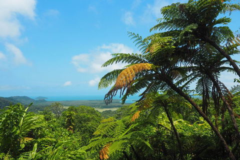 Cape Tribulation, Daintree Rainforest And Wildlife Tour - Accommodation 4U 3
