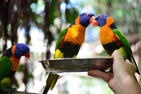Wildlife Habitat Port Douglas - Accommodation 4U 0