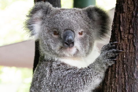 Wildlife Habitat Port Douglas - Accommodation 4U 1