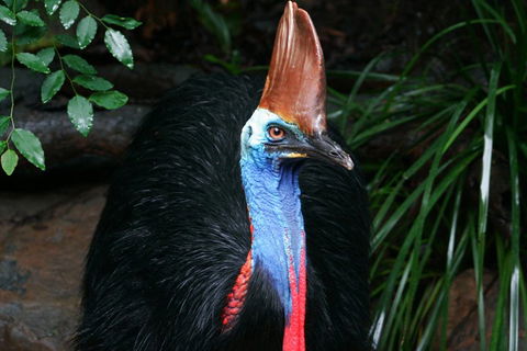 Wildlife Habitat Port Douglas - Accommodation 4U 3