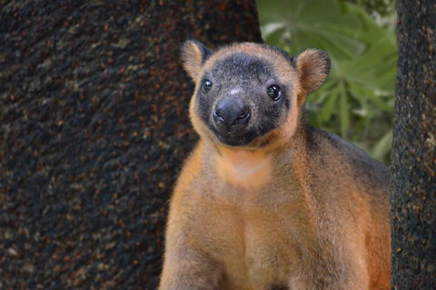 Wildlife Habitat Port Douglas - Accommodation 4U 5