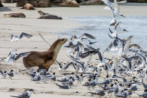Full-Day Kangaroo Island Experience Departing From Kangaroo Island - Accommodation 4U 1