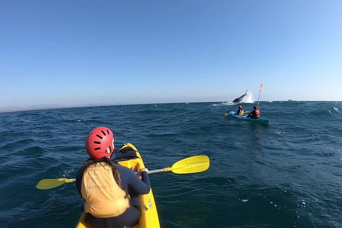 Kayaking With Dolphins In Byron Bay Guided Tour - Accommodation 4U 3