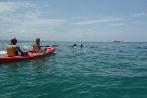 Kayaking With Dolphins In Byron Bay Guided Tour - Accommodation 4U 4