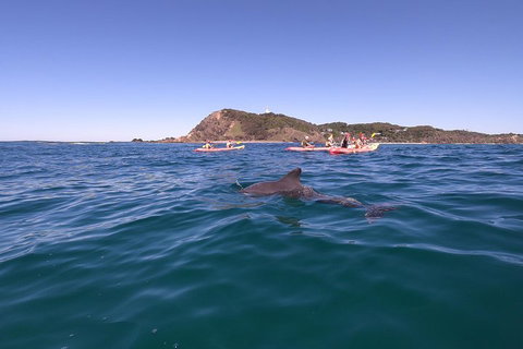 Kayaking With Dolphins In Byron Bay Guided Tour - Accommodation 4U 5