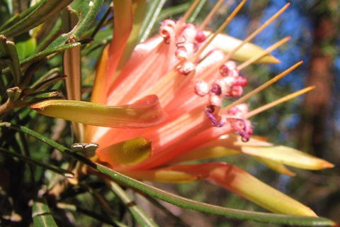 Small-Group Blue Mountains Tour With Bush Walks And Featherdale Wildlife Park - Accommodation 4U 4
