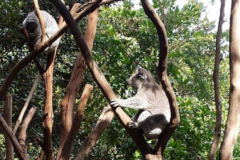 Small-Group Blue Mountains Tour With Bush Walks And Featherdale Wildlife Park - Accommodation 4U 5