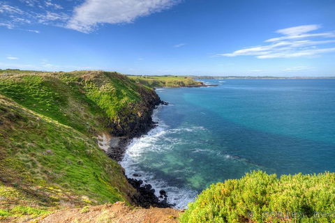 Phillip Island Penguin And Koala Highlights Day-Trip From Melbourne - Accommodation 4U 5