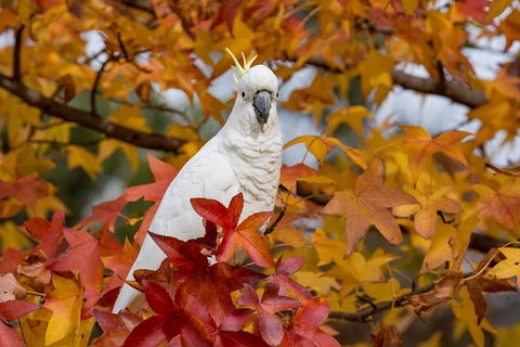 3-Day Adelaide To Melbourne Overland Trip Through Grampians And Great Ocean Road - Accommodation 4U 2