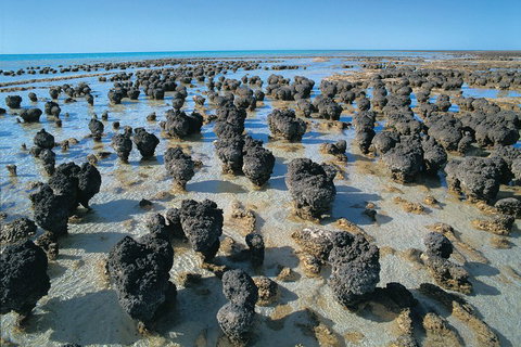 7-Day Exmouth Explorer Via Pinnacles Monkey Mia Ningaloo Reef Returning To Perth - Accommodation 4U 3