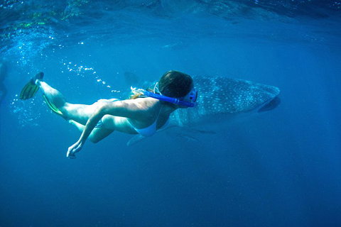 6-Day Coral Coaster From Perth To Exmouth One-Way Via Monkey Mia Ningaloo Reef - Accommodation 4U 3