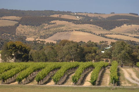 McLaren Vale And Glenelg Wine Tasting And Sightseeing (Half-day Afternoon) - Accommodation 4U 2