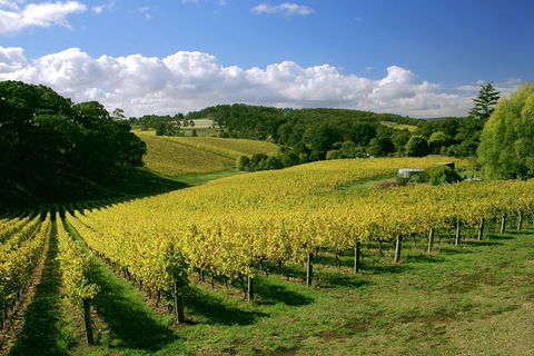 McLaren Vale And Glenelg Wine Tasting And Sightseeing (Half-day Afternoon) - Accommodation 4U 4