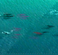 40-45 Minute Port Stephens and Stockton Beach Helicopter Flight - For 2 - Accommodation 4U