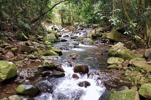 Springbrook Full Day Tour - Accommodation 4U 0