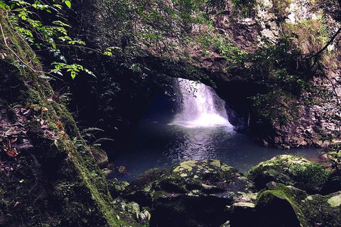 Springbrook Full Day Tour - Accommodation 4U 3