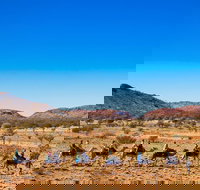 Alice Springs Camel Tour - Accommodation 4U