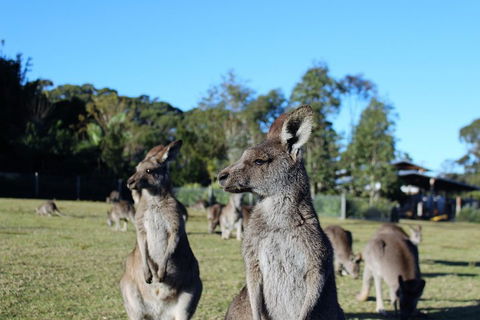 Royal National Park Tour - Accommodation 4U 2