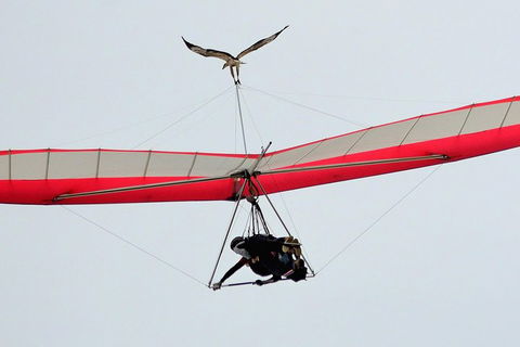 Hang Gliding With HangglideOz - Accommodation 4U 0