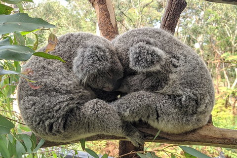 Central Coast Explorer With 'Personalised Sydney Tours' - Accommodation 4U 5