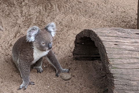 Australian Wildlife & Waterfalls Private Tour With 'Personalised Sydney Tours' - Accommodation 4U 0