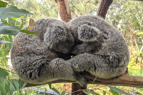 Australian Wildlife & Waterfalls Private Tour With 'Personalised Sydney Tours' - Accommodation 4U 2