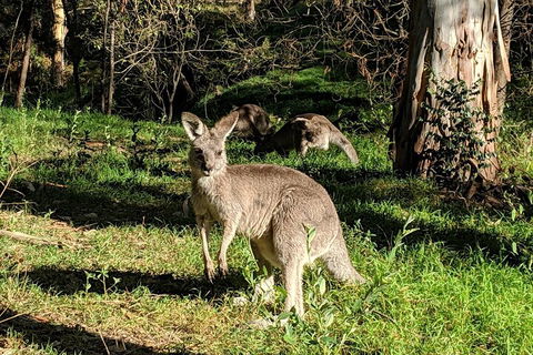 Australian Wildlife & Waterfalls Private Tour With 'Personalised Sydney Tours' - Accommodation 4U 3