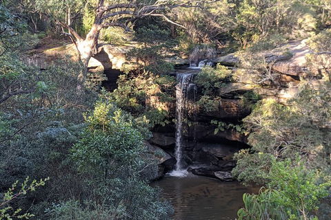 Australian Wildlife & Waterfalls Private Tour With 'Personalised Sydney Tours' - Accommodation 4U 5