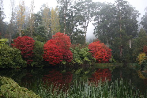 LGBT+ Friendly Full Day Yarra Valley & Dandenong Ranges Private Tour - Accommodation 4U 2