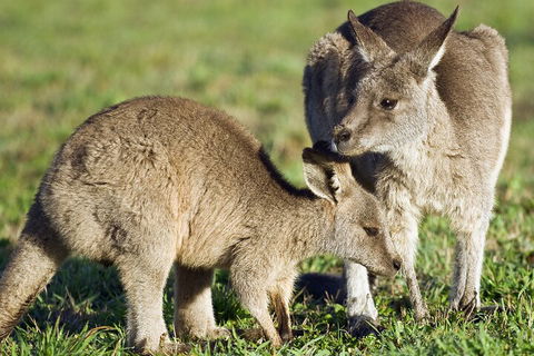 LGBT+ Friendly Full Day Phillip Island Private Tour - Accommodation 4U 3