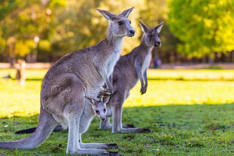 LGBT+ Friendly Full Day Phillip Island Private Tour - Accommodation 4U 4