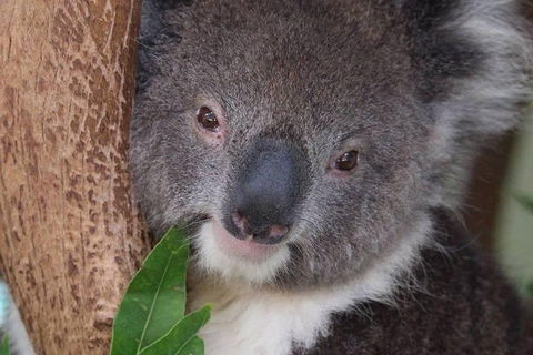 All Inclusive Blue Mountains Small-Group Day Trip From Sydney - Accommodation 4U 1